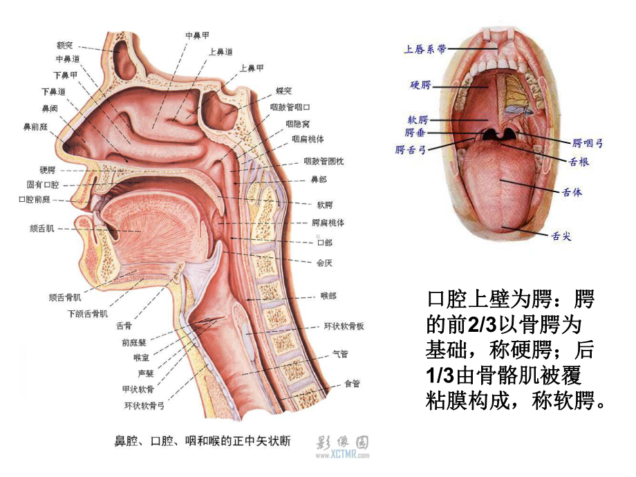 医学精品课件：腭部肌上皮瘤的影像学诊断.ppt_第2页