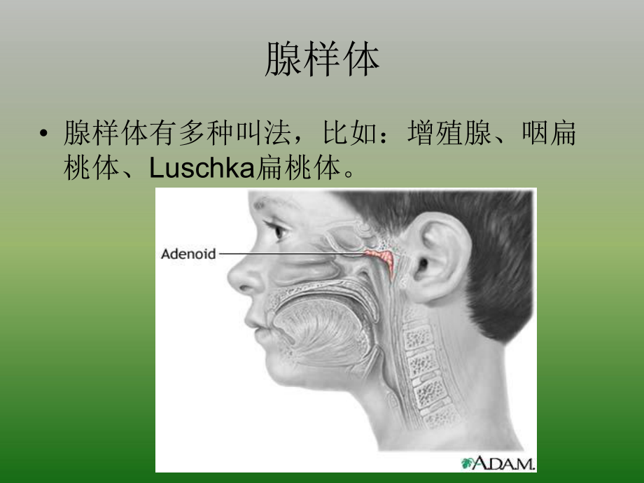 医学精品课件：儿童腺样体肥大的X线摄片、影像表现及诊断标准.ppt_第2页