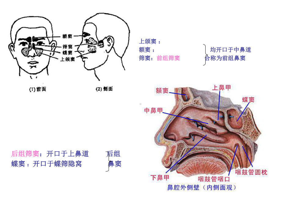 医学精品课件：鼻窦炎及并发症.ppt_第2页