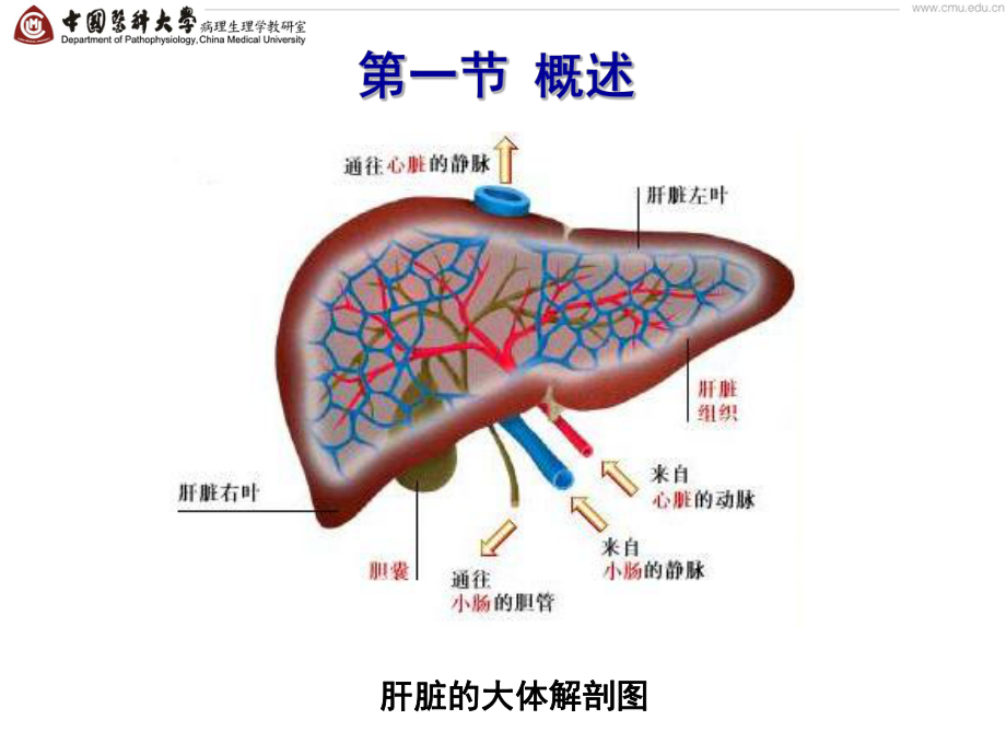 医学精品课件：第十七章 肝功能不全.ppt_第3页