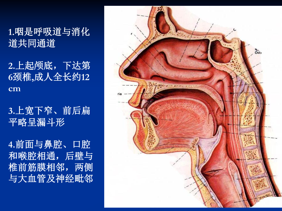 医学精品课件：21（耳鼻咽喉）2016临床咽1.ppt_第2页