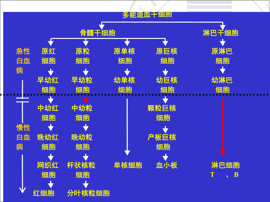 医学精品课件：2016.3课件慢粒.ppt_第3页