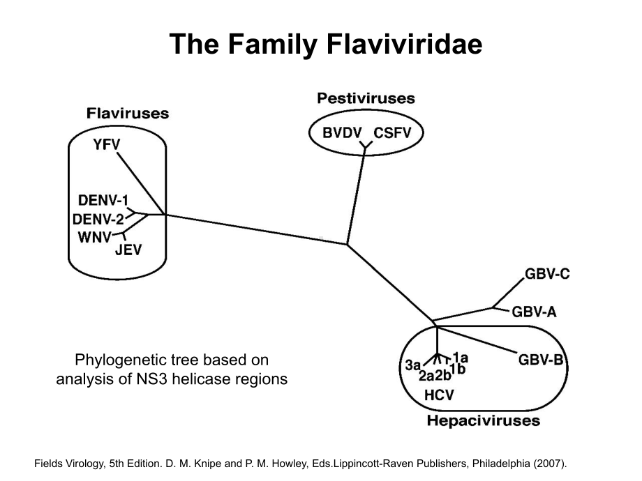 医学精品课件：HCV分子生物学-2010-12-30.ppt_第2页