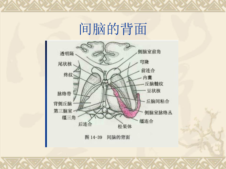 医学精品课件：垂体病变的磁共振诊断教程.ppt_第3页