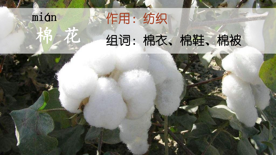 人教部编版一年级下语文18《棉花姑娘》示范优质课课件.pptx_第3页