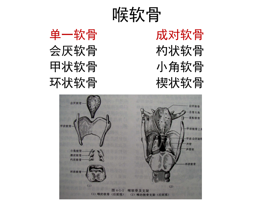 医学精品课件：喉癌的影像诊断.ppt_第3页