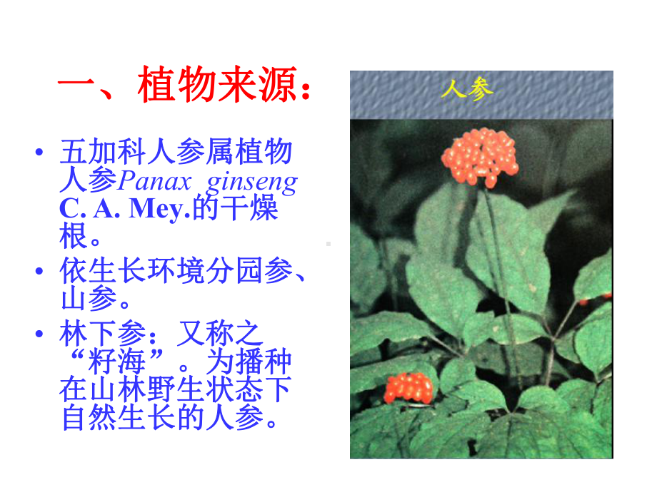 医学精品课件：人参.ppt_第2页