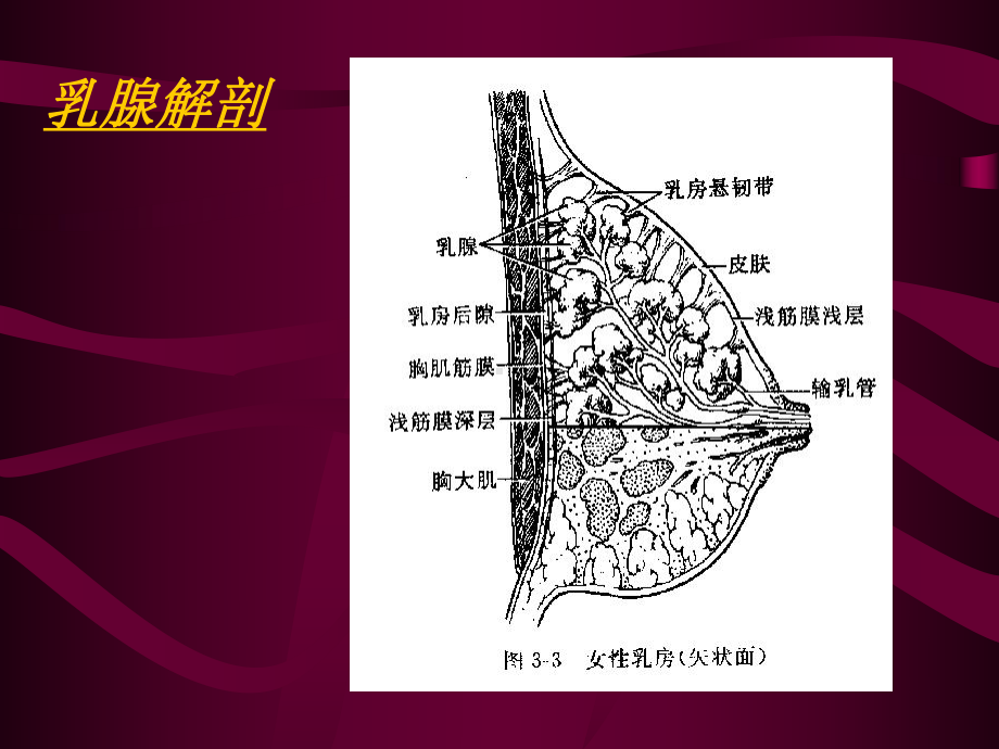 医学精品课件：乳腺影像学诊断.ppt_第3页