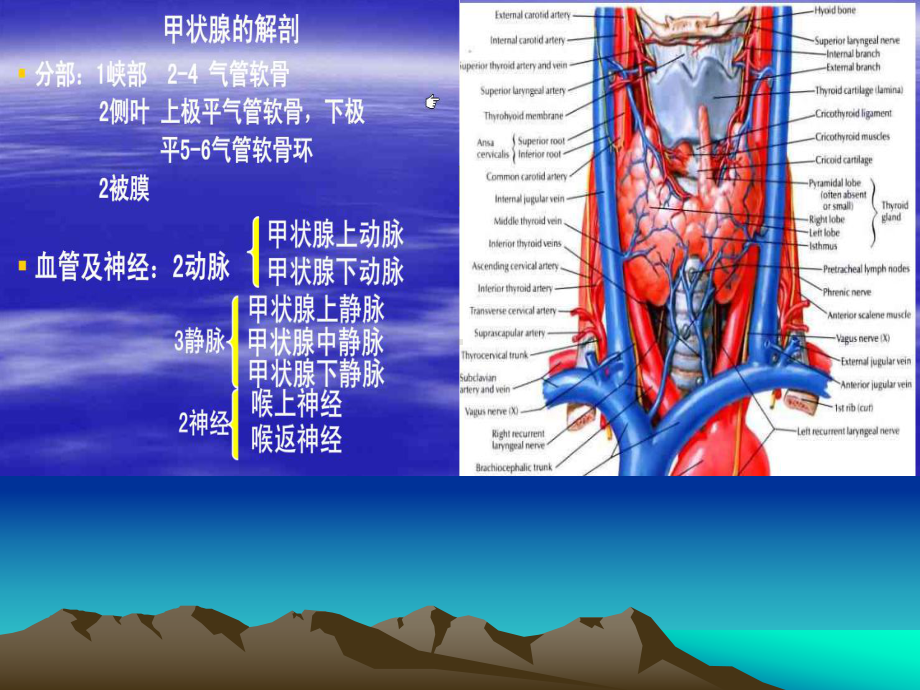 医学精品课件：甲状腺解剖及疾病诊断.ppt_第2页