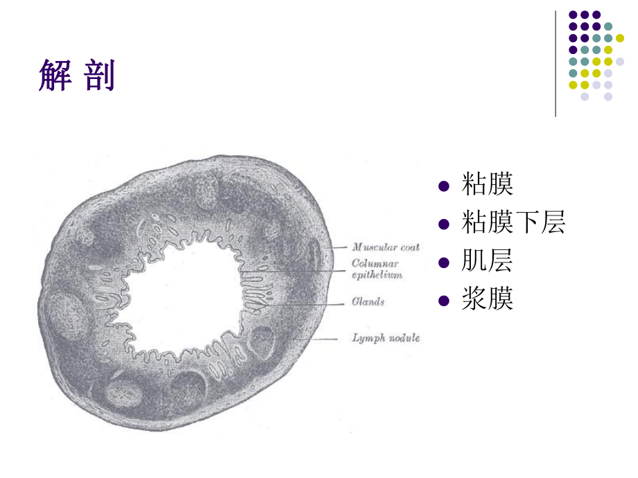 医学精品课件：结肠癌.ppt_第3页