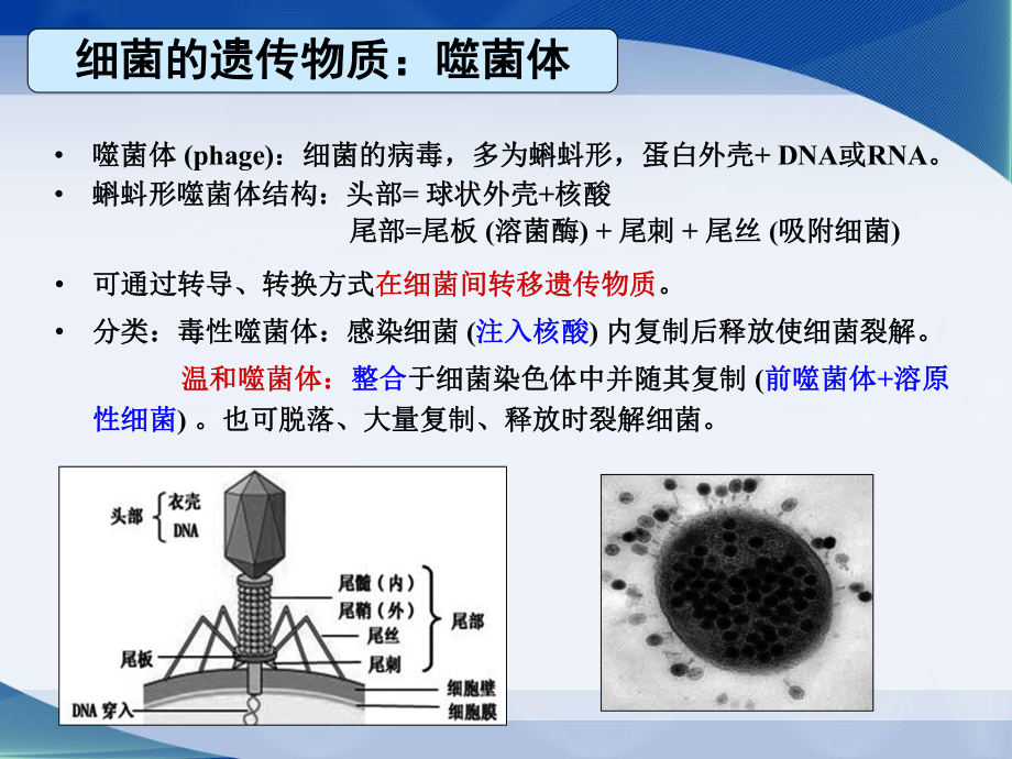 医学精品课件：严杰5-8年制第3讲细菌遗传与变异.ppt_第3页