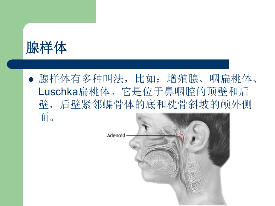 医学精品课件：腺样体增大的X线测量与诊断.ppt_第2页