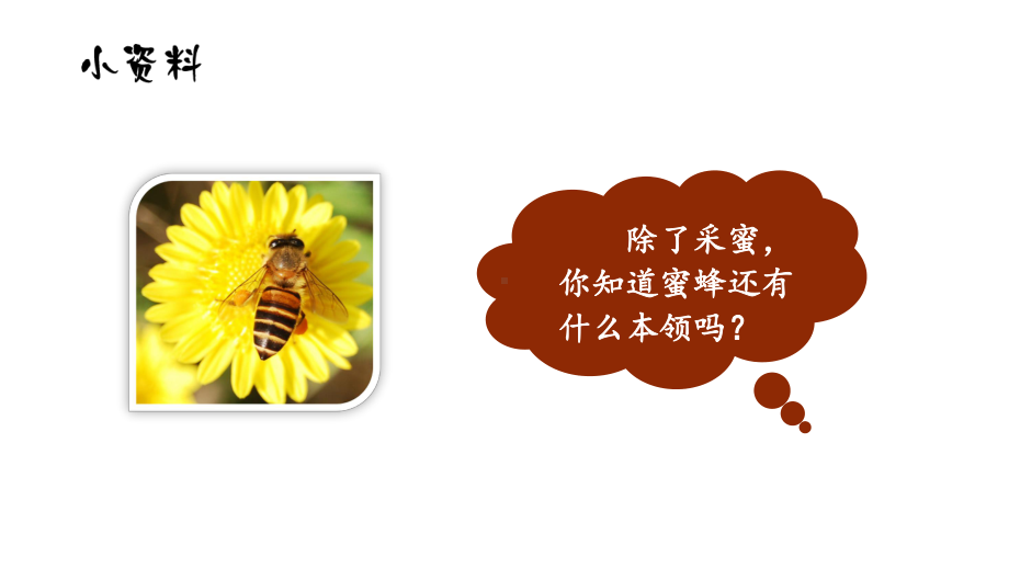 部编版三年级下册语文（教学课件）14.蜜蜂.ppt_第2页