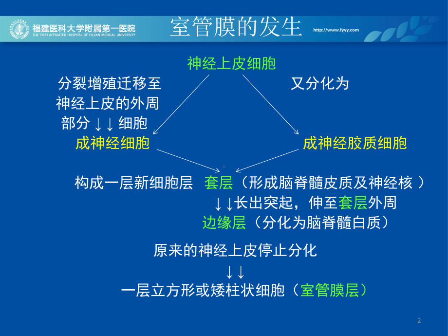 医学精品课件：室管膜和脉络膜肿瘤鉴别诊断.ppt_第2页