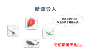 部编版三年级下册语文（教学课件）4.昆虫备忘录.ppt