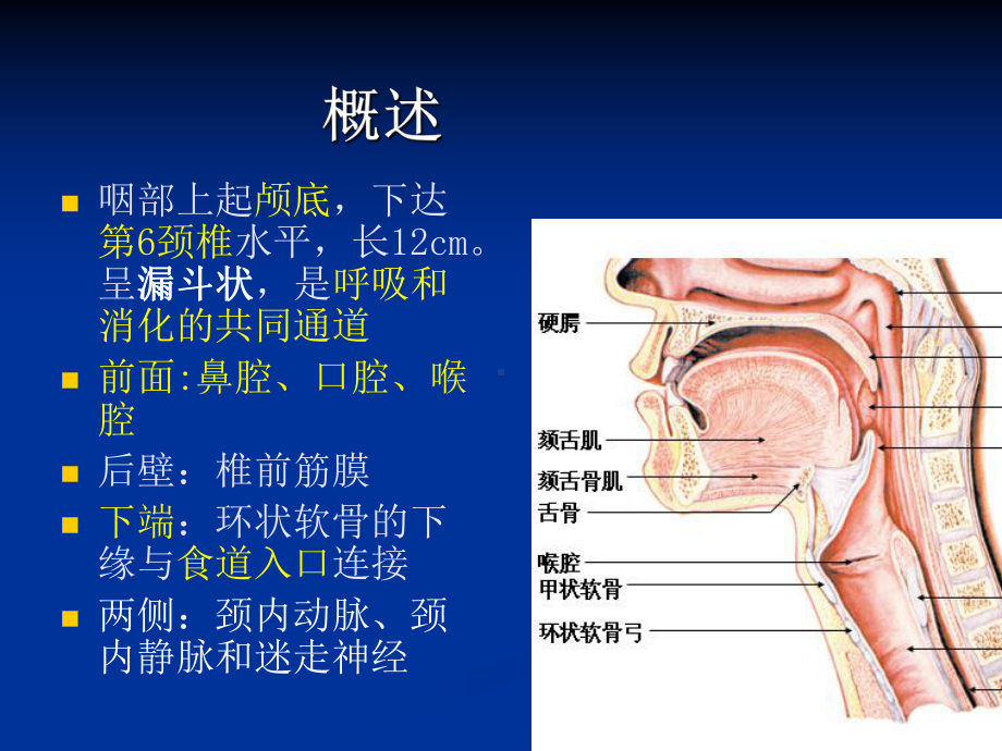 医学精品课件：咽的应用解剖及生理学.ppt_第3页