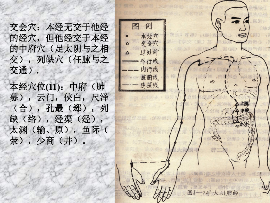 医学精品课件：手太阴肺经.ppt_第3页