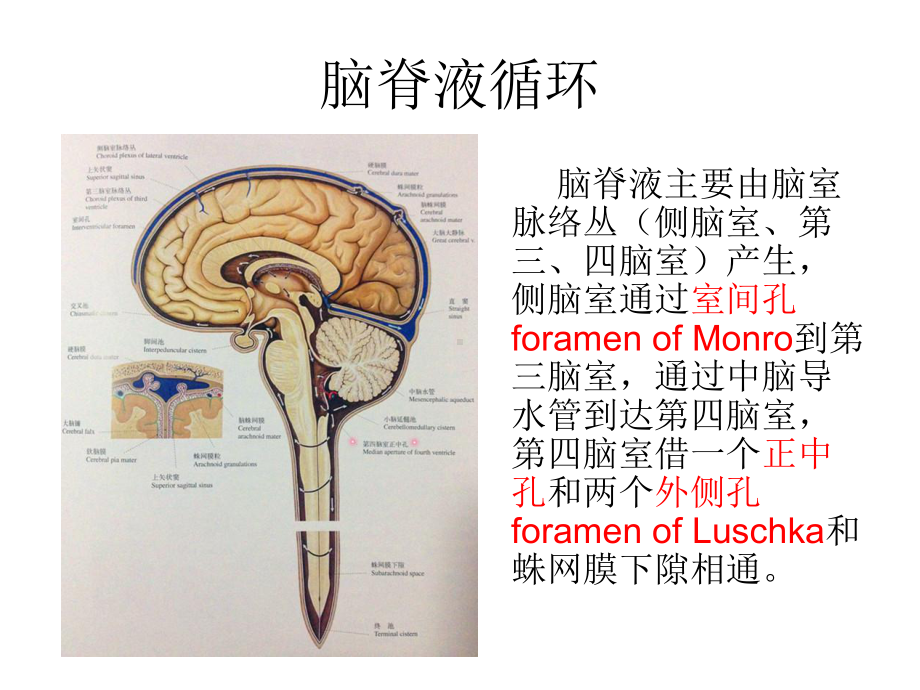 医学精品课件：室管膜瘤.ppt_第2页