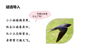 部编版三年级下册语文（教学课件）2.燕子.ppt