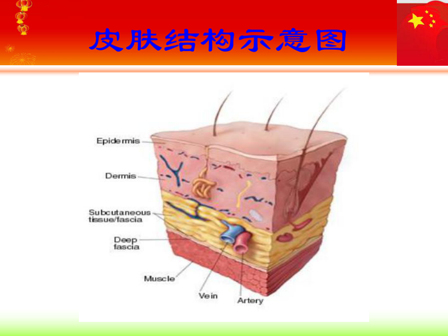 医学精品课件：细菌性皮肤病.ppt_第3页