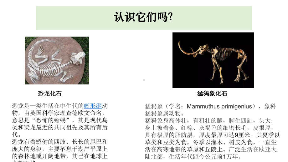 6.《古代生物的多样性》（ppt课件） - 2023新教科版六年级下册科学.pptx_第3页