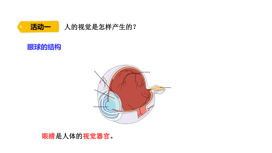 1视觉课件青岛版（六三制2017秋）科学六年级下册.pptx_第3页