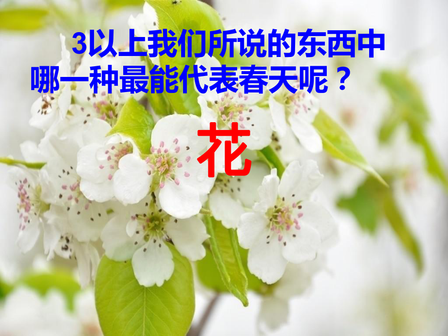 三年级上册美术课件 - 10美丽的花 人教新课标 (共21张PPT).ppt_第3页