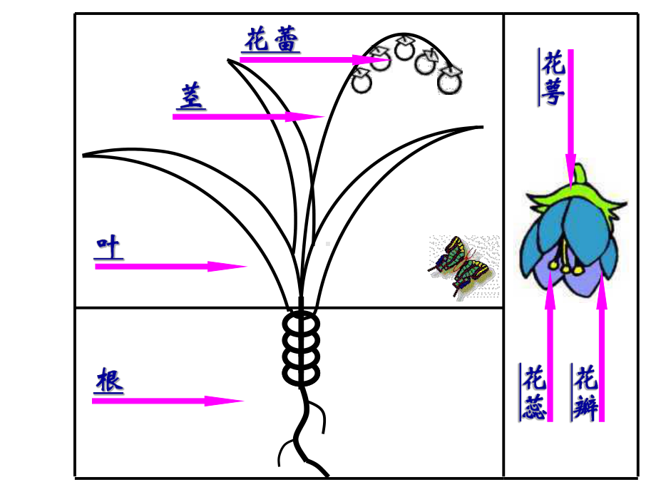 三年级上册美术课件 - 10 美丽的花 人教新课标 (共28张PPT).ppt_第2页