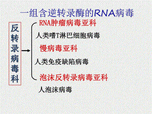 《医学免疫学》课件20第33章 逆转录病毒.ppt