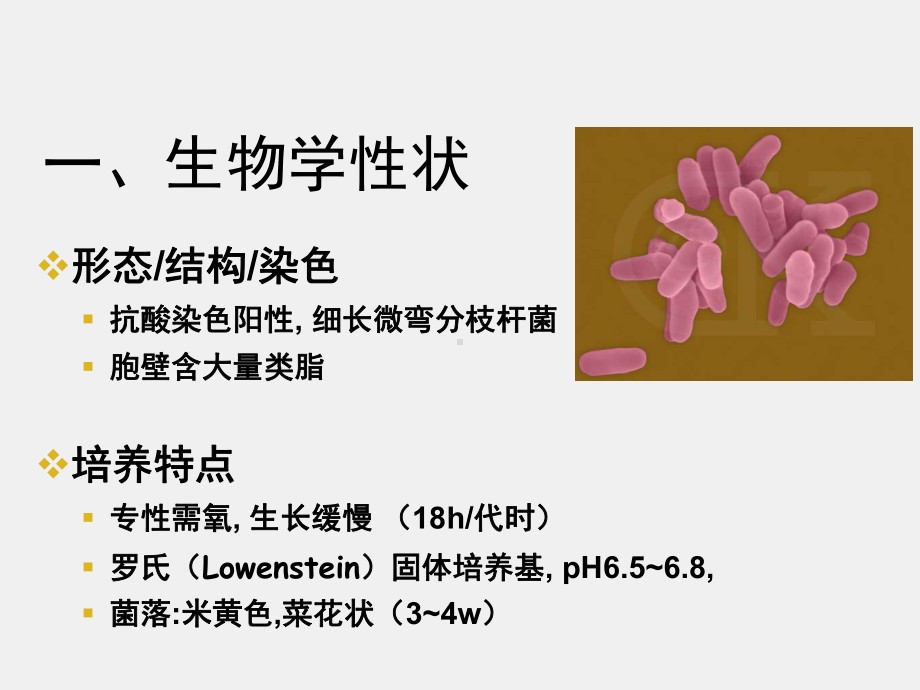 《医学免疫学》课件14第27章 分枝杆菌属.ppt_第2页