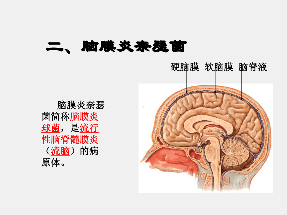 《病原生物学与免疫学》课件10章1节二、脑膜炎奈瑟菌.ppt_第2页