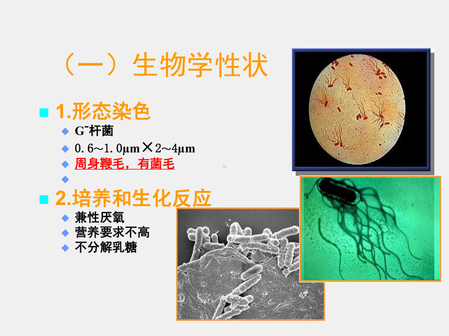 《病原生物学与免疫学》课件10章2节二、沙门菌属.ppt_第3页