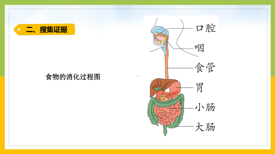 大象版四年级科学上册第五单元《人体的消化器官》全部课件（共5课时）.pptx_第3页