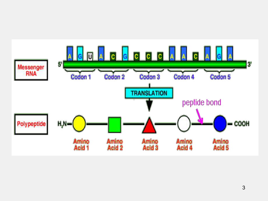 《医学生物化学》课件第12章-蛋白质的生物合成.ppt_第3页