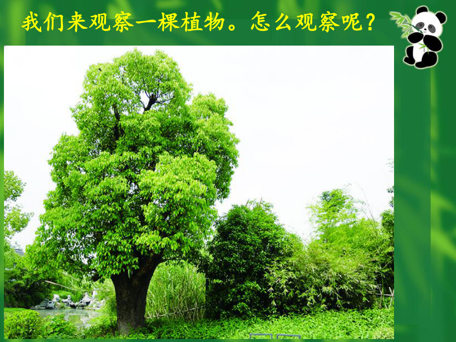 1.2.观察一棵植物.ppt_第3页