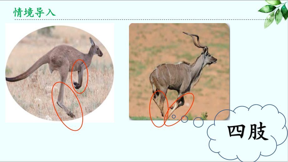 2023新青岛版（六三制） 三年级上册1.1.动物的四肢ppt课件（26张PPT+视频).pptx_第3页