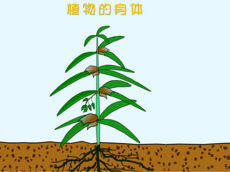 1.植物的根课件.pptx_第3页