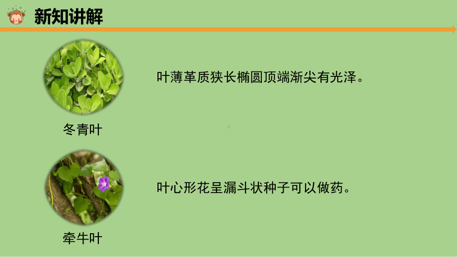 2023新教科版科学一年级上册1.4 这是谁的叶 ppt课件（共8张PPT）.pptx_第2页