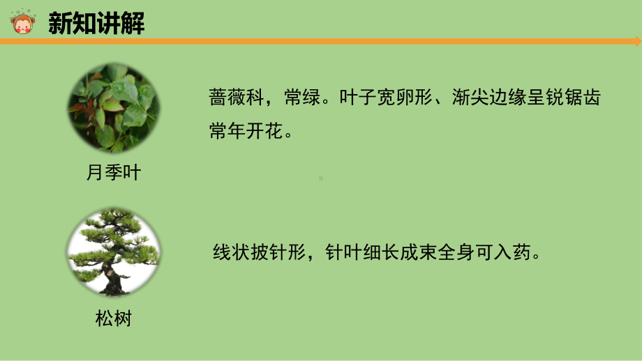 2023新教科版科学一年级上册1.4 这是谁的叶 ppt课件（共8张PPT）.pptx_第3页