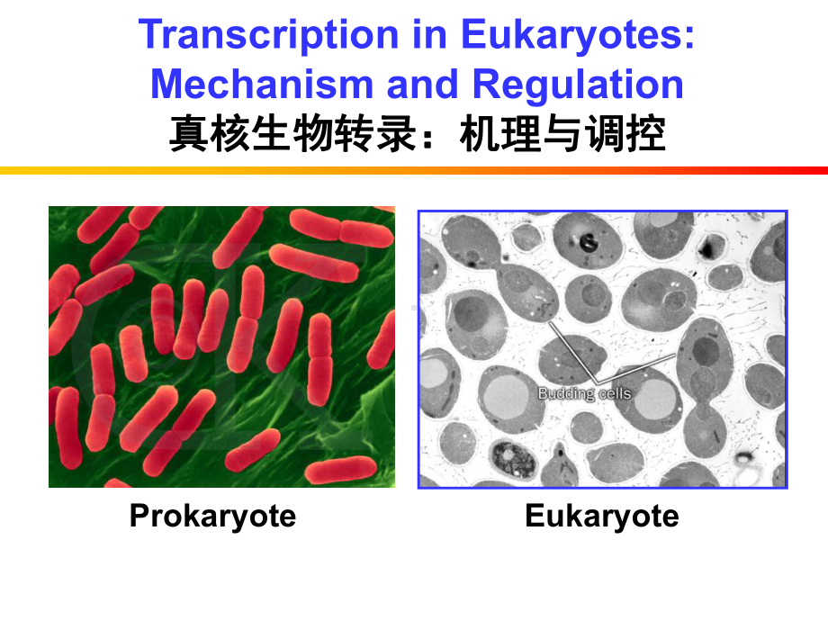 《英汉对照分子生物学导论》课件Chapter 4.ppt_第2页