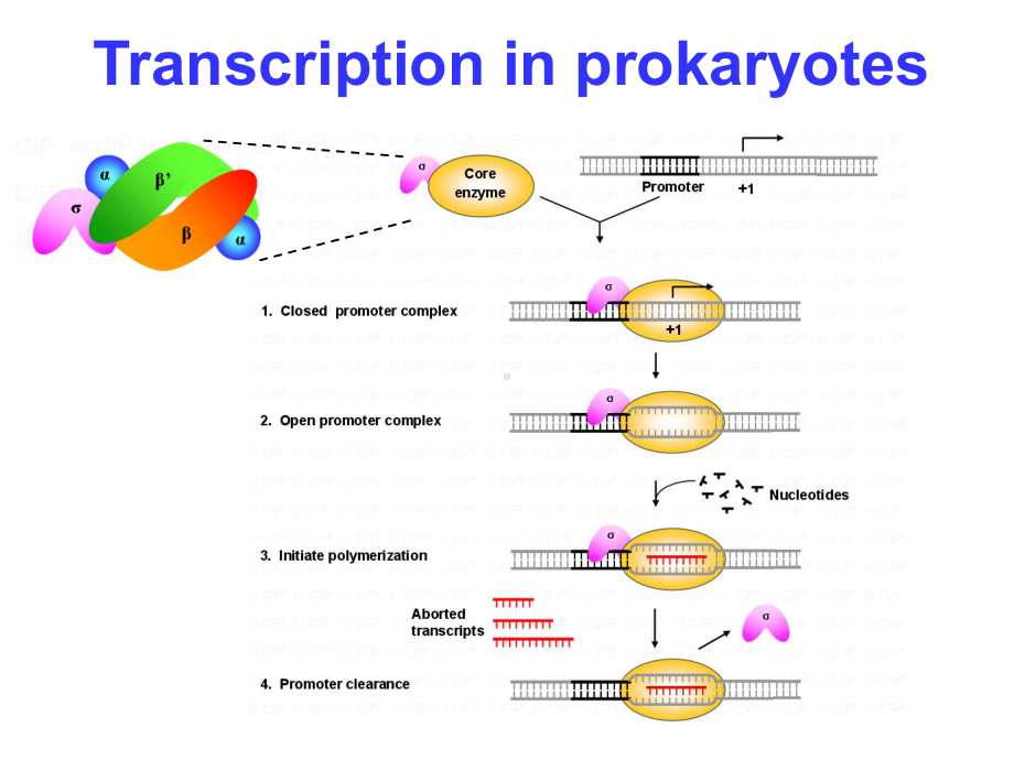 《英汉对照分子生物学导论》课件Chapter 4.ppt_第3页