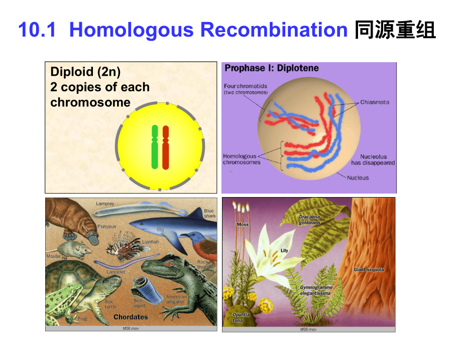 《英汉对照分子生物学导论》课件Chapter 10.ppt_第2页