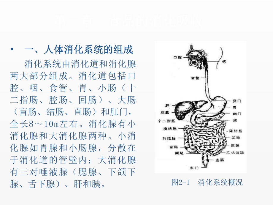 《食品营养学》课件第二章.ppt_第3页