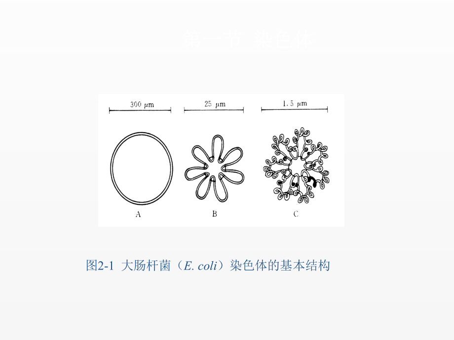 《分子生物学基础》课件第二章.ppt_第3页