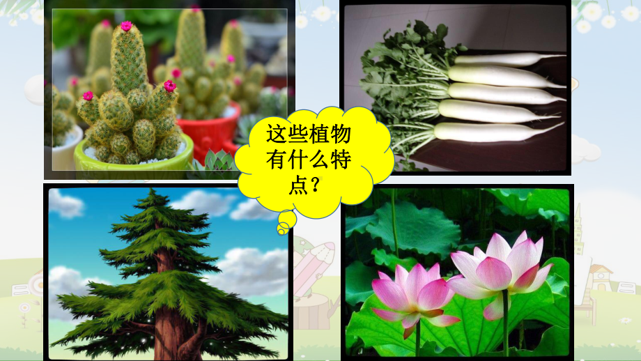 2.4认识植物 ppt课件（共10张PPT）-2023新冀人版一年级上册《科学》.pptx_第2页