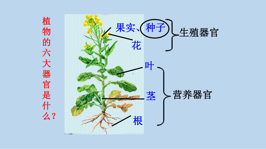 浙教版科学八年级下册4-3 植物的根与物质吸收 .pptx_第2页