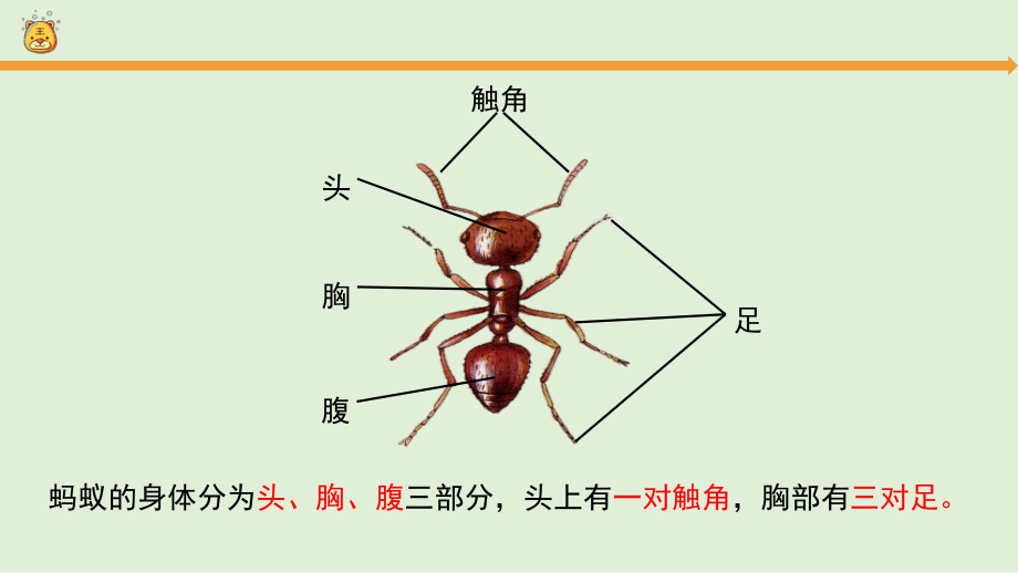 2.3《蚂蚁》同步ppt课件(共16张PPT)-2023新大象版一年级上册《科学》.pptx_第2页