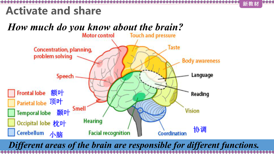 Unit9 Lesson2 Brain Power （ppt课件）-2023新北师大版（2019）《高中英语》选择性必修第三册.pptx_第3页