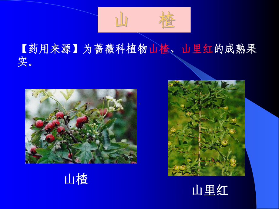 北中大中药学课件第16章 消食药.ppt_第3页