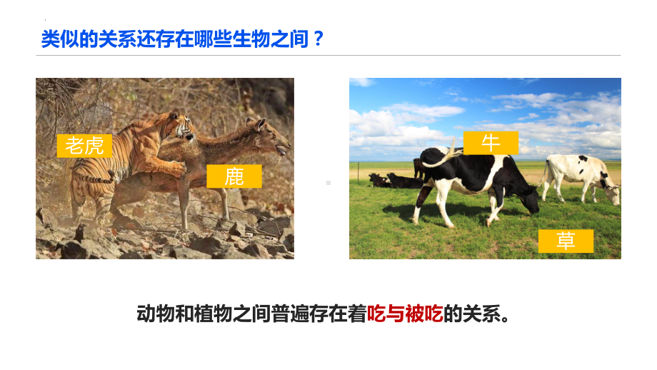 2.6有趣的食物链 ppt课件-2023新苏教版六年级下册《科学》.pptx_第3页